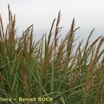 Arundo plinii অভ্যাস