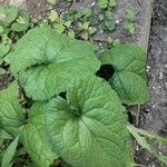 Asarum canadense Liść