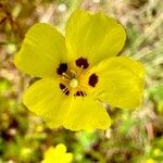 Tuberaria guttata Квітка