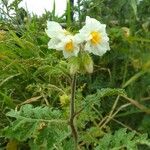 Solanum sisymbriifoliumFloare