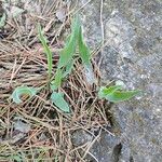 Bupleurum rigidum Leaf