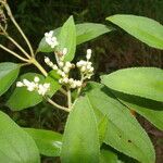 Clibadium surinamense Leaf