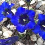 Gentiana acaulis Квітка