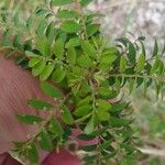 Phyllanthus tenellus 葉