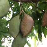 Pongamia pinnata Fruit