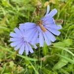 Cichorium intybusFlower