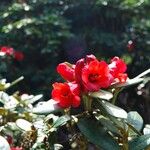Rhododendron haematodes Fiore