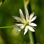 Stellaria graminea Fula