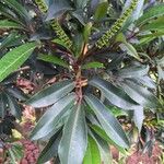 Cunonia capensis Hoja