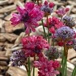 Armeria pseudarmeria Õis