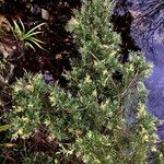 Juniperus horizontalis Staniste