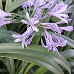 Agapanthus africanusFlor