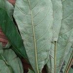 Terminalia superba Hoja