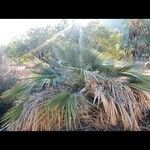 Chamaerops humilis Folha