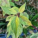 Cornus sericea Leaf