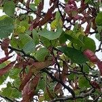 Cercis griffithii Leaf