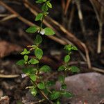 Congolanthus longidens Habit