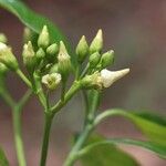 Voacanga africana Blomma