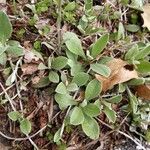 Antennaria parvifolia Feuille