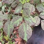 Staphylea trifolia Leaf