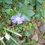 Vinca majorÇiçek