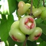 Syzygium malaccense ഫലം