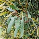 Hakea laurina Feuille