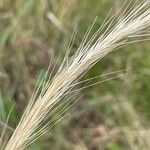 Aristida adoensis Flower