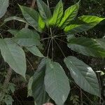 Schefflera morototoni Folla