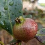 Psidium cattleianum Plod