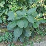 Phytolacca esculenta Hábito