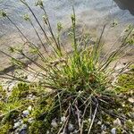 Poa alpina موطن