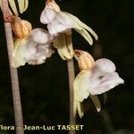 Epipogium aphyllum Çiçek