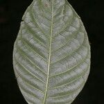 Palicourea acuminata Leaf