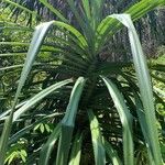 Pandanus urophyllus Yaprak