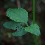 Cyanthillium cinereum Hoja