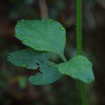 Cyanthillium cinereum Leaf