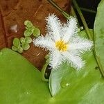 Nymphoides indica Květ