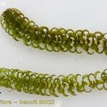 Elodea nuttallii Hoja
