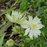 Aquilegia vulgarisFlor