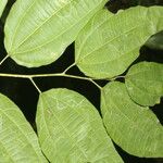 Cleidion castaneifolium Leaf