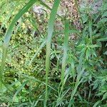 Oloptum miliaceum 葉