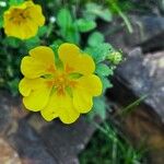 Potentilla argyrophylla ᱵᱟᱦᱟ