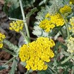 Achillea clypeolata Leaf