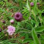 Gutenbergia boranensis Fleur