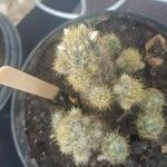 Mammillaria prolifera Листок