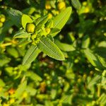 Hypericum frondosum Leaf