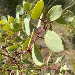 Arctostaphylos patula Leaf