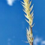 Enneapogon desvauxii Floro