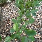Distylium macrophyllum Hoja